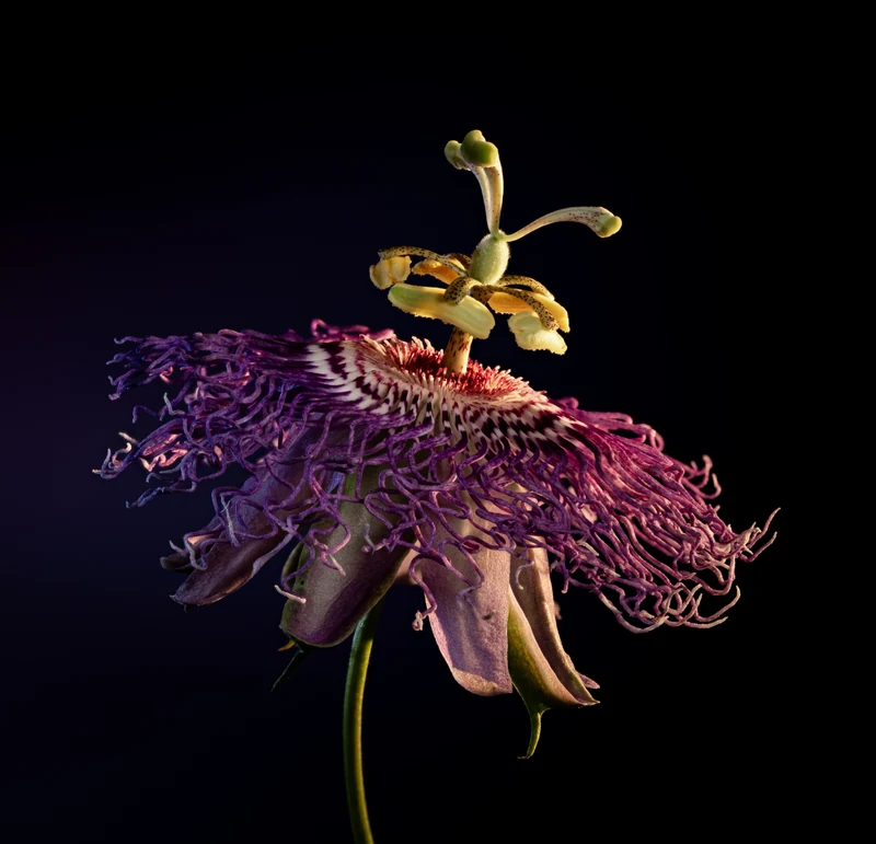 Flower Macro