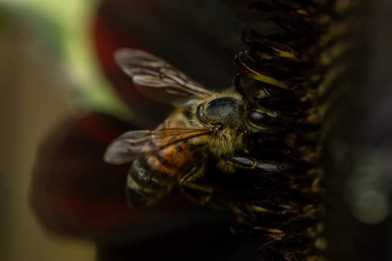 Bug Macro